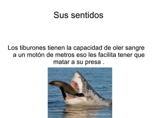 Sus sentidos


Los tiburones tienen la capacidad de oler sangre
 a un motón de metros eso les facilita tener que
         ...