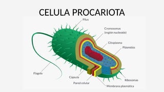 LOS TIPOS DE CÉLULAS, las células procariotas o eucariotas..pptx