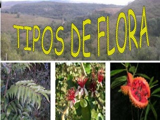 TIPOS DE FLORA LORA Los tipos de flora  