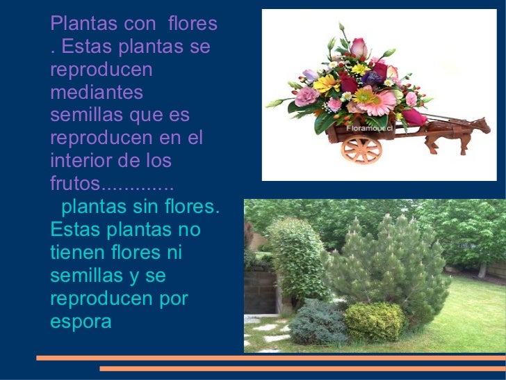 plantas con flores estas plantas se reproducen mediantes semillas que plantas con flores estas plantas se reproducen mediantes semillas que