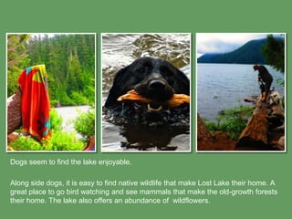 Dogs seem to find the lake enjoyable.

Along side dogs, it is easy to find native wildlife that make Lost Lake their home. A
great place to go bird watching and see mammals that make the old-growth forests
their home. The lake also offers an abundance of wildflowers.
 