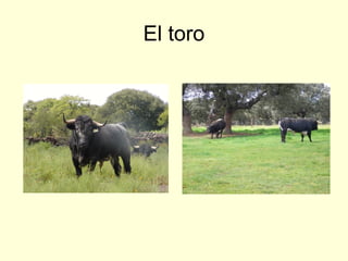 El toro
 