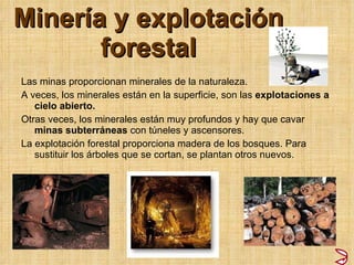 Minería y explotación forestal Las minas proporcionan minerales de la naturaleza. A veces, los minerales están en la superficie, son las  explotaciones a cielo abierto. Otras veces, los minerales están muy profundos y hay que cavar  minas subterráneas  con túneles y ascensores. La explotación forestal proporciona madera de los bosques. Para sustituir los árboles que se cortan, se plantan otros nuevos. 