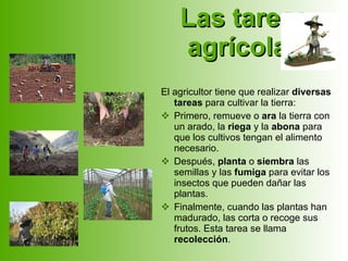 Las tareas agrícolas El agricultor tiene que realizar  diversas tareas  para cultivar la tierra: Primero, remueve o  ara  la tierra con un arado, la  riega  y la  abona  para que los cultivos tengan el alimento necesario. Después,  planta  o  siembra  las semillas y las  fumiga  para evitar los insectos que pueden dañar las plantas. Finalmente, cuando las plantas han madurado, las corta o recoge sus frutos. Esta tarea se llama  recolección . 
