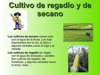 Cultivo de regadío y de secano Los cultivos de secano  crecen solo con el agua de la lluvia. Los mas importantes son la vid, el olivo y algunos cereales como el trigo y la cebada. Los cultivos de regadío  se riegan con el agua de acequias y canales. Son cultivos de regadío, las hortalizas, y algunos cereales como el arroz, maíz … 