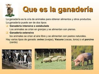 Que es la ganadería La ganadería es la cría de animales para obtener alimentos y otros productos. La ganadería puede ser de dos tipos: Ganadería intensiva o estabulada Los animales se crían en granjas y se alimentan con pienso. Ganadería extensiva los animales se crían al aire libre y se alimentan con pastos naturales. Hay varios tipos de ganado:  ovino  (ovejas),  Vacuno  (vacas, toros) o el  porcino  (cerdo) 