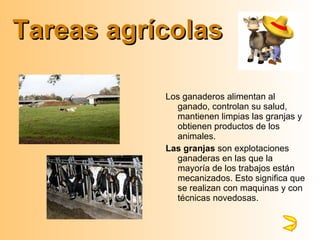 Tareas agrícolas Los ganaderos alimentan al ganado, controlan su salud, mantienen limpias las granjas y obtienen productos de los animales. Las granjas  son explotaciones ganaderas en las que la mayoría de los trabajos están mecanizados. Esto significa que se realizan con maquinas y con técnicas novedosas. 