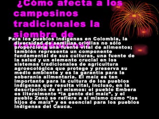     ¿Cómo afecta a los campesinos tradicionales la siembra de transgénicos? Para los pueblos indígenas en Colombia, la diversidad de semillas criollas no sólo proporciona una fuente vital de alimentos; también representa un componente fundamental de sus culturas, una fuente de la salud y un elemento crucial en los sistemas tradicionales de agricultura agroecológica que protege y preserva su medio ambiente y es la garantía para la soberanía alimentaría. El maíz es tan importante para la cultura de los pueblos indígenas que resulta vital, incluso, en la descripción de sí mismos: el pueblo Embera es literalmente “la gente del maíz”, y el pueblo Zenú se refiere a sí mismo como “los hijos de maíz” y es esencial para los pueblos indígenas del Cauca.  