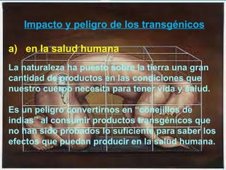 Impacto y peligro de los transgénicos a)  en la salud humana La naturaleza ha puesto sobre la tierra una gran cantidad de productos en las condiciones que nuestro cuerpo necesita para tener vida y salud. Es un peligro convertirnos en “conejillos de indias” al consumir productos transgénicos que no han sido probados lo suficiente para saber los efectos que puedan producir en la salud humana. 