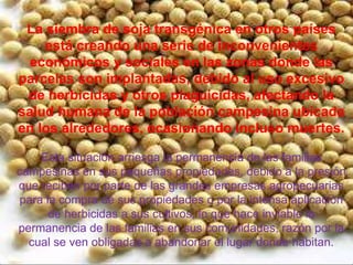 La siembra de soja transgénica en otros países está creando una serie de inconvenientes económicos y sociales en las zonas donde las parcelas son implantadas, debido al uso excesivo de herbicidas y otros plaguicidas, afectando la salud humana de la población campesina ubicada en los alrededores, ocasionando incluso muertes. Esta situación arriesga la permanencia de las familias campesinas en sus pequeñas propiedades, debido a la presión que reciben por parte de las grandes empresas agropecuarias para la compra de sus propiedades o por la intensa aplicación de herbicidas a sus cultivos, lo que hace inviable la permanencia de las familias en sus comunidades, razón por la cual se ven obligadas a abandonar el lugar donde habitan. 