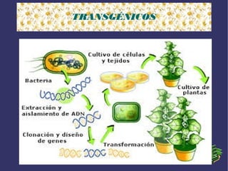 TRANSGÉNICOS

 