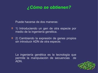 ¿Cómo se obtienen?
Puede hacerse de dos maneras:
➲

1) Introduciendo un gen de otra especie por
medio de la ingeniería genética.

➲

2) Cambiando la expresión de genes propios
sin introducir ADN de otra especie.

La ingeniería genética es la tecnología que
permite la manipulación de secuencias de
ADN.

 