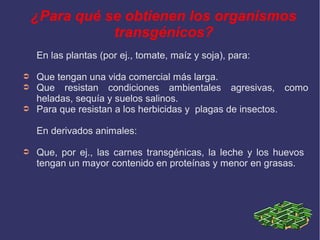 ¿Para qué se obtienen los organismos
transgénicos?
En las plantas (por ej., tomate, maíz y soja), para:
➲
➲
➲

Que tengan una vida comercial más larga.
Que resistan condiciones ambientales agresivas, como
heladas, sequía y suelos salinos.
Para que resistan a los herbicidas y plagas de insectos.
En derivados animales:

➲

Que, por ej., las carnes transgénicas, la leche y los huevos
tengan un mayor contenido en proteínas y menor en grasas.

 