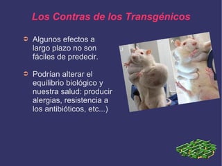 Los Contras de los Transgénicos
➲

Algunos efectos a
largo plazo no son
fáciles de predecir.

➲

Podrían alterar el
equilibrio biológico y
nuestra salud: producir
alergias, resistencia a
los antibióticos, etc...)

 