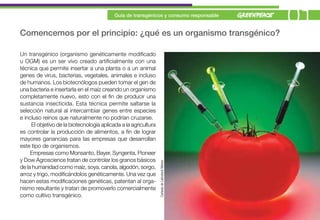 Guía de transgénicos y consumo responsable
                                                                                                 01
Comencemos por el principio: ¿qué es un organismo transgénico?

Un transgénico (organismo genéticamente modificado
u OGM) es un ser vivo creado artificialmente con una
técnica que permite insertar a una planta o a un animal
genes de virus, bacterias, vegetales, animales e incluso
de humanos. Los biotecnólogos pueden tomar el gen de
una bacteria e insertarla en el maíz creando un organismo
completamente nuevo, esto con el fin de producir una
sustancia insecticida. Esta técnica permite saltarse la
selección natural al intercambiar genes entre especies
e incluso reinos que naturalmente no podrían cruzarse.
     El objetivo de la biotecnología aplicada a la agricultura
es controlar la producción de alimentos, a fin de lograr
mayores ganancias para las empresas que desarrollan
este tipo de organismos.
     Empresas como Monsanto, Bayer, Syngenta, Pioneer
y Dow Agroscience tratan de controlar los granos básicos         Cortesía de Latinstock México
de la humanidad como maíz, soya, canola, algodón, sorgo,
arroz y trigo, modificándolos genéticamente. Una vez que
hacen estas modificaciones genéticas, patentan al orga-
nismo resultante y tratan de promoverlo comercialmente
como cultivo transgénico.
 