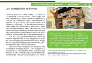 Los transgénicos en México
                                        Guía de transgénicos y consumo responsable
                                                                                                                                                                            05
Cada año, México importa de Estados Unidos más de
10 millones de toneladas de maíz(1), de las cuales más
del 80 por ciento son de maíz transgénico debido a que




                                                             © Greenpeace/Gustavo Graf
los cultivos convencionales fueron desapareciendo en
este país, en gran medida como consecuencia de la
contaminación genética(2). Las autoridades mexicanas no
hacen ningún tipo de monitoreo ni tienen control sobre
estos maíces transgénicos, por lo cual además de que se
pueden desviar para siembra y contaminar nuestros maíces
nativos, también es posible encontrarlos en muchos de los
                                                                                                 México está a punto de convertirse en
alimentos industrializados que se venden en nuestro país.
     En el año 2009, el gobierno mexicano autorizó las                                           el primer país del mundo en aceptar que
siembras experimentales de maíz transgénico, situación                                           su grano básico, el maíz, sea producido
que pone en riesgo de contaminación nuestros maíces                                              con semillas transgénicas, propiedad de
nativos, amenaza a campesinos y a consumidores, com-                                             transnacionales como Monsanto. ¿Por
prometiendo nuestra soberanía alimentaria.
                                                                                                 qué ningún país ha hecho esto antes?
     Además de maíz transgénico, en México se está
sembrando a nivel piloto algodón y soya transgénica. A
pesar de que no se ha escalado a fase comercial, esos                                    1
                                                                                             Información disponible en el vínculo: http://www.campomexicano.gob.mx, tomada el 13 de
                                                                                             septiembre de 2010 a las 16:00 horas.
cultivos ya se están sembrados sobre miles de hectáreas en                               2
                                                                                             Información disponible en el vínculo: http://www.ers.usda.gov/Data/BiotechCrops/, tomada
nuestro campo. No queremos que eso ocurra con el maíz.                                       el 13 de septiembre de 2010 a las 16:00 horas.
 