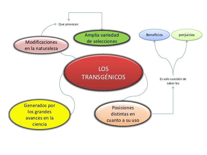 Los transgénicos