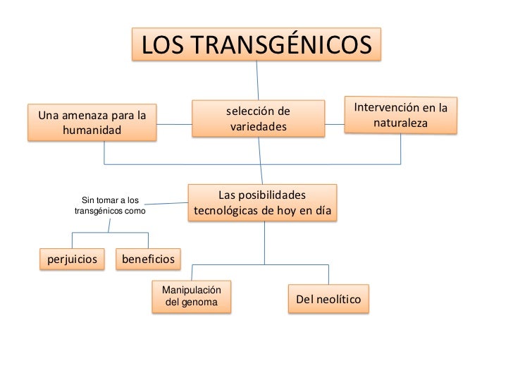 Los transgénicos