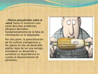 - Efectos perjudiciales sobre la
salud. Hasta el momento solo
están descritos problemas
alérgicos derivados
fundamentalmente de la falta de
información en el etiquetado.
Por otra parte, la generalización
de los cultivos transgénicos a
los países en vías de desarrollo
podría, lejos de ser una ventaja,
entorpecer su desarrollo y
aumentar su dependencia en
cuanto al abastecimiento de
alimentos.
 