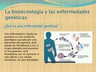 La biotecnología y las enfermedades
genéticas
¿Qué es una enfermedad genética?

Una enfermedad o trastorno
genético es una condición
patológica causada por una
alteración del genoma. Esta
puede ser hereditaria o no; si
el gen alterado está presente
en los gametos será
hereditaria, por el contrario si
sólo afecta a las células
somáticas, no será heredada.
 