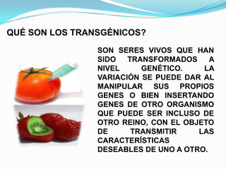 QUÉ SON LOS TRANSGÉNICOS?
SON SERES VIVOS QUE HAN
SIDO
TRANSFORMADOS
A
NIVEL
GENÉTICO.
LA
VARIACIÓN SE PUEDE DAR AL
MANIPULAR SUS PROPIOS
GENES O BIEN INSERTANDO
GENES DE OTRO ORGANISMO
QUE PUEDE SER INCLUSO DE
OTRO REINO, CON EL OBJETO
DE
TRANSMITIR
LAS
CARACTERÍSTICAS
DESEABLES DE UNO A OTRO.

 