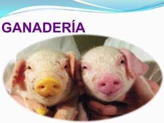 GANADERÍA

 