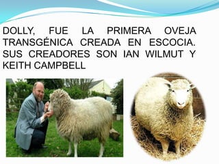 DOLLY, FUE LA PRIMERA OVEJA
TRANSGÉNICA CREADA EN ESCOCIA.
SUS CREADORES SON IAN WILMUT Y
KEITH CAMPBELL

 