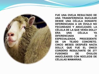 FUE UNA OVEJA RESULTADO DE
UNA TRANSFERENCIA NUCLEAR
DESDE UNA CÉLULA DONANTE
DIFERENCIADA A UN ÓVULO NO
FECUNDADO Y ANUCLEADO. LA
CÉLULA DE LA QUE VENÍA DOLLY
ERA
UNA
CÉLULA
YA
DIFERENCIADA
O
ESPECIALIZADA,
PROCEDENTE
DE UN TEJIDO CONCRETO.
CINCO MESES DESPUÉS NACÍA
DOLLY, QUE FUE EL ÚNICO
CORDERO RESULTANTE DE 277
FUSIONES
DE
ÓVULOS
ANUCLEADOS CON NÚCLEOS DE
CÉLULAS MAMARIAS.

 