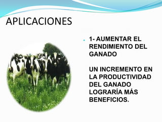 APLICACIONES
●

1- AUMENTAR EL
RENDIMIENTO DEL
GANADO
UN INCREMENTO EN
LA PRODUCTIVIDAD
DEL GANADO
LOGRARÍA MÁS
BENEFICIOS.

 