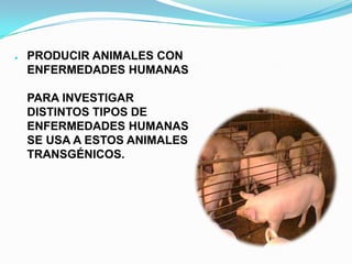 ●

PRODUCIR ANIMALES CON
ENFERMEDADES HUMANAS
PARA INVESTIGAR
DISTINTOS TIPOS DE
ENFERMEDADES HUMANAS
SE USA A ESTOS ANIMALES
TRANSGÉNICOS.

 