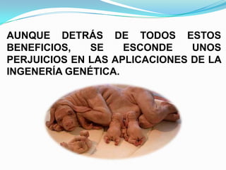 AUNQUE DETRÁS DE TODOS ESTOS
BENEFICIOS,
SE
ESCONDE
UNOS
PERJUICIOS EN LAS APLICACIONES DE LA
INGENERÍA GENÉTICA.

 