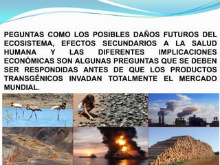 PEGUNTAS COMO LOS POSIBLES DAÑOS FUTUROS DEL
ECOSISTEMA, EFECTOS SECUNDARIOS A LA SALUD
HUMANA
Y
LAS
DIFERENTES
IMPLICACIONES
ECONÓMICAS SON ALGUNAS PREGUNTAS QUE SE DEBEN
SER RESPONDIDAS ANTES DE QUE LOS PRODUCTOS
TRANSGÉNICOS INVADAN TOTALMENTE EL MERCADO
MUNDIAL.

 