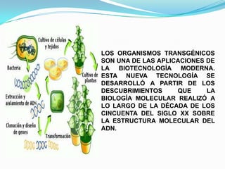 LOS ORGANISMOS TRANSGÉNICOS
SON UNA DE LAS APLICACIONES DE
LA BIOTECNOLOGÍA MODERNA.
ESTA NUEVA TECNOLOGÍA SE
DESARROLLÓ A PARTIR DE LOS
DESCUBRIMIENTOS
QUE
LA
BIOLOGÍA MOLECULAR REALIZÓ A
LO LARGO DE LA DÉCADA DE LOS
CINCUENTA DEL SIGLO XX SOBRE
LA ESTRUCTURA MOLECULAR DEL
ADN.

 