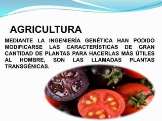 AGRICULTURA
MEDIANTE LA INGENIERÍA GENÉTICA HAN PODIDO
MODIFICARSE LAS CARACTERÍSTICAS DE GRAN
CANTIDAD DE PLANTAS PARA HACERLAS MÁS ÚTILES
AL HOMBRE, SON LAS LLAMADAS PLANTAS
TRANSGÉNICAS.

 
