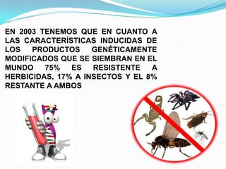 EN 2003 TENEMOS QUE EN CUANTO A
LAS CARACTERÍSTICAS INDUCIDAS DE
LOS
PRODUCTOS
GENÉTICAMENTE
MODIFICADOS QUE SE SIEMBRAN EN EL
MUNDO
75%
ES
RESISTENTE
A
HERBICIDAS, 17% A INSECTOS Y EL 8%
RESTANTE A AMBOS

 