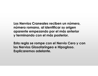 Los Nervios Craneales reciben un número,
número romano, al identificar su origen
aparente empezando por el más anterior
y terminando con el más posterior.
Esta regla se rompe con el Nervio Cero y con
los Nervios Glosofaríngeo e Hipogloso.
Explicaremos adelante.
 