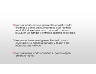 Nervios craneales
Nervios craneales
 Nervios sensitivos: su origen real lo constituyen los
órganos o partes del cuerpo de la cual reciben
sensibilidad, ejemplo, nariz, boca, etc. Hacen
relevo en un ganglio y entran a la masa encefálica.
 Nervios motores: su origen real es en la masa
encefálica, se dirigen a ganglios y llegan a los
músculos que inervan.
 Nervios mixtos: cada uno tiene su propio origen
(sensitivo-motor).
 Nervios sensitivos: su origen real lo constituyen los
órganos o partes del cuerpo de la cual reciben
sensibilidad, ejemplo, nariz, boca, etc. Hacen
relevo en un ganglio y entran a la masa encefálica.
 Nervios motores: su origen real es en la masa
encefálica, se dirigen a ganglios y llegan a los
músculos que inervan.
 Nervios mixtos: cada uno tiene su propio origen
(sensitivo-motor).
 