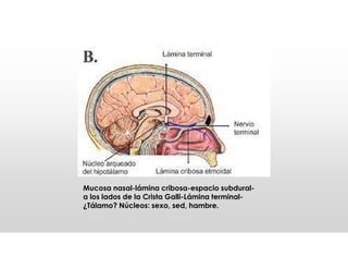 Mucosa nasal-lámina cribosa-espacio subdural-
a los lados de la Crista Galli-Lámina terminal-
¿Tálamo? Núcleos: sexo, sed, hambre.
 
