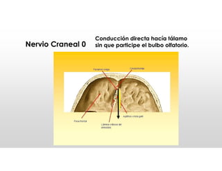 Nervio Craneal 0
Conducción directa hacía tálamo
sin que participe el bulbo olfatorio.
 