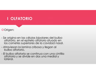 I OLFATORIO
I OLFATORIO
Origen:
- Se origina en las células bipolares del bulbo
olfatorio, en el epitelio olfatorio situado en
los cornetes superiores de la cavidad nasal.
- Atraviesan la lamina cribosa y llegan al
bulbo olfatorio.
- El bulbo olfatorio se continua con una cintilla
olfatoria y se divide en dos una medial y
lateral.
Origen:
- Se origina en las células bipolares del bulbo
olfatorio, en el epitelio olfatorio situado en
los cornetes superiores de la cavidad nasal.
- Atraviesan la lamina cribosa y llegan al
bulbo olfatorio.
- El bulbo olfatorio se continua con una cintilla
olfatoria y se divide en dos una medial y
lateral.
 