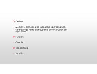 I Olfatorio
I Olfatorio
 Destino:
- Medial: se dirige al área subcallosa y paraolfatoria.
- Lateral: llega hasta el uncus en la circunvolución del
hipocampo.
 Función:
- Olfación.
 Tipo de fibra:
- Sensitiva.
 Destino:
- Medial: se dirige al área subcallosa y paraolfatoria.
- Lateral: llega hasta el uncus en la circunvolución del
hipocampo.
 Función:
- Olfación.
 Tipo de fibra:
- Sensitiva.
 
