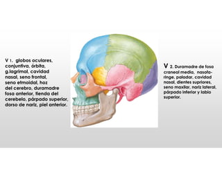 V 1. globos oculares,
conjuntiva, órbita,
g.lagrimal, cavidad
nasal, seno frontal,
seno etmoidal, hoz
del cerebro, duramadre
fosa anterior, tienda del
cerebelo, párpado superior,
dorso de nariz, piel anterior.
V 2. Duramadre de fosa
craneal media, nasofa-
ringe, paladar, cavidad
nasal, dientes supriores,
seno maxilar, nariz lateral,
párpado inferior y labio
superior.
 