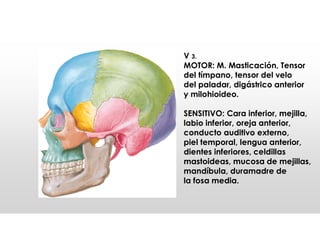 V 3.
MOTOR: M. Masticación, Tensor
del tímpano, tensor del velo
del paladar, digástrico anterior
y milohioideo.
SENSITIVO: Cara inferior, mejilla,
labio inferior, oreja anterior,
conducto auditivo externo,
piel temporal, lengua anterior,
dientes inferiores, celdillas
mastoideas, mucosa de mejillas,
mandíbula, duramadre de
la fosa media.
 