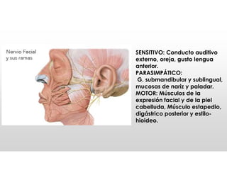SENSITIVO: Conducto auditivo
externo, oreja, gusto lengua
anterior.
PARASIMPÁTICO:
G. submandibular y sublingual,
mucosas de nariz y paladar.
MOTOR: Músculos de la
expresión facial y de la piel
cabelluda, Músculo estapedio,
digástrico posterior y estilo-
hioideo.
 