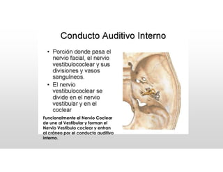 Funcionalmente el Nervio Coclear
de une al Vestibular y forman el
Nervio Vestíbulo coclear y entran
al cráneo por el conducto auditivo
interno.
 
