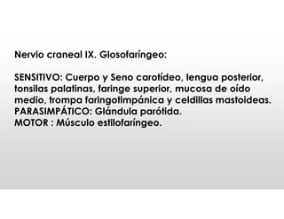 Nervio craneal IX. Glosofaríngeo:
SENSITIVO: Cuerpo y Seno carotídeo, lengua posterior,
tonsilas palatinas, faringe superior, mucosa de oído
medio, trompa faringotimpánica y celdillas mastoideas.
PARASIMPÁTICO: Glándula parótida.
MOTOR : Músculo estilofaríngeo.
 