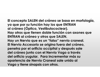 El concepto SALEN del cráneo se basa en morfología,
ya que por su función hay los que ENTRAN
al cráneo (Óptico, Vestíbulococlear).
Hay otros que tienen doble función con axones que
ENTRAN al cráneo y otros que SALEN.
Hay un Nervio que es un “falso” nervio craneal.
El Nervio Accesorio se origina fuera del cráneo,
penetra por el orificio occipital y después sale
del cráneo junto con el Nervio Vago a través
del orificio yugular. Para incrementar más su
apariencia de Nervio Craneal sale unido al
Vago y tiene sinapsis con otros.
 