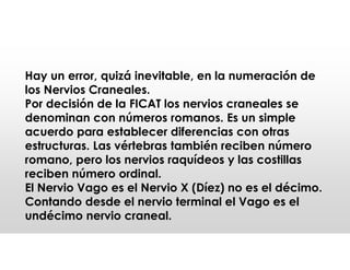 Hay un error, quizá inevitable, en la numeración de
los Nervios Craneales.
Por decisión de la FICAT los nervios craneales se
denominan con números romanos. Es un simple
acuerdo para establecer diferencias con otras
estructuras. Las vértebras también reciben número
romano, pero los nervios raquídeos y las costillas
reciben número ordinal.
El Nervio Vago es el Nervio X (Díez) no es el décimo.
Contando desde el nervio terminal el Vago es el
undécimo nervio craneal.
 