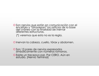 Nervios craneales
Nervios craneales
Son nervios que están en comunicación con el
encéfalo y *atraviesan* los orificios de la base
del cráneo con la finalidad de inervar
diferentes estructuras.
(*) veremos que esta no es la regla.
Inervan la cabeza, cuello, tórax y abdomen.
Son 13 pares de nervios expresados
simbólicamente con números romanos.
Existe un treceavo par. Par CERO. Aún en
estudio. (Nervio Terminal)
Son nervios que están en comunicación con el
encéfalo y *atraviesan* los orificios de la base
del cráneo con la finalidad de inervar
diferentes estructuras.
(*) veremos que esta no es la regla.
Inervan la cabeza, cuello, tórax y abdomen.
Son 13 pares de nervios expresados
simbólicamente con números romanos.
Existe un treceavo par. Par CERO. Aún en
estudio. (Nervio Terminal)
 