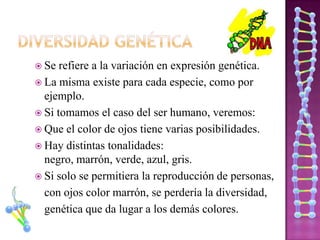  Se  refiere a la variación en expresión genética.
 La misma existe para cada especie, como por
  ejemplo.
 Si tomamos el caso del ser humano, veremos:
 Que el color de ojos tiene varias posibilidades.
 Hay distintas tonalidades:
  negro, marrón, verde, azul, gris.
 Si solo se permitiera la reproducción de personas,
  con ojos color marrón, se perdería la diversidad,
  genética que da lugar a los demás colores.
 